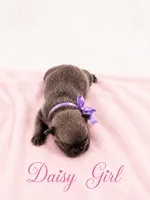 Daisy AKC, a female French Bulldog for sale in Sterling Heights, MI – 3 of 10