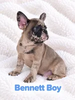 Bennett AKC, a male French Bulldog for sale in Sterling Heights, MI – 8 of 10