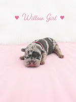 Willow AKC, a female French Bulldog for sale in Sterling Heights, MI – 4 of 10