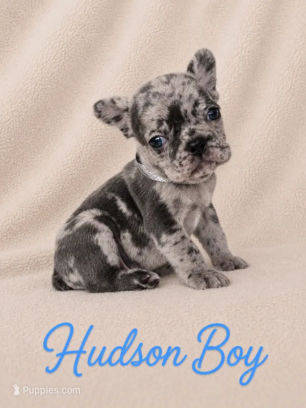 Hudson AKC – French Bulldog puppy for sale in Sterling Heights, MI