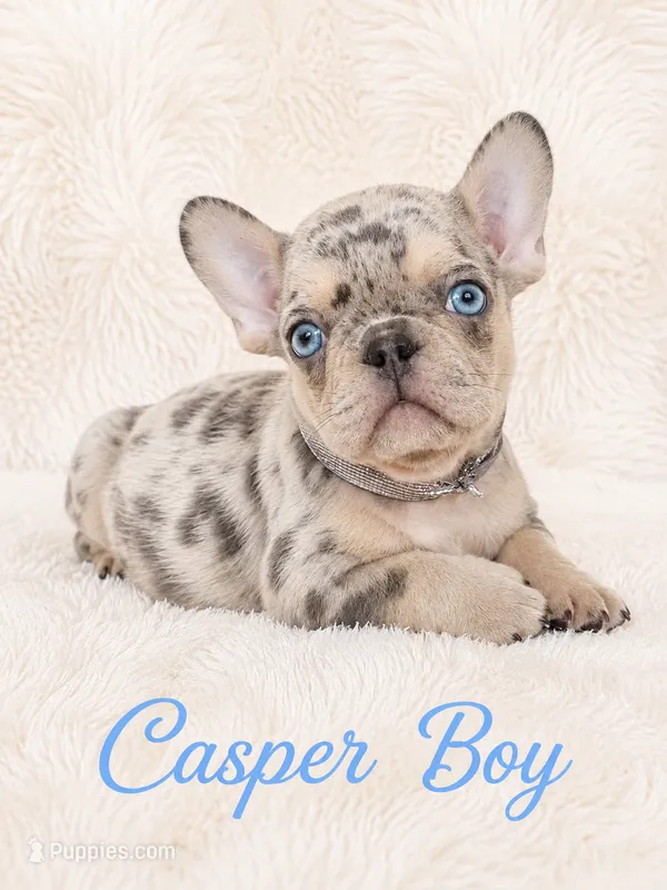 Casper Akc  – French Bulldog puppy for sale in Sterling Heights, MI