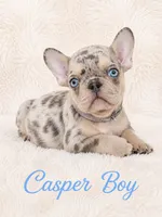 Casper Akc , a male French Bulldog for sale in Sterling Heights, MI – 3 of 10