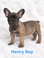Henry AKC, a male French Bulldog for sale in Sterling Heights, MI – 9 of 9