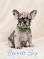 Bennett AKC, a male French Bulldog for sale in Sterling Heights, MI – 4 of 10