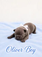 Oliver AKC, a male French Bulldog for sale in Sterling Heights, MI – 5 of 10