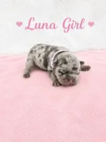 Luna AKC, a female French Bulldog for sale in Sterling Heights, MI – 3 of 10
