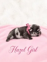 Hazel Akc, a female French Bulldog for sale in Sterling Heights, MI – 4 of 10