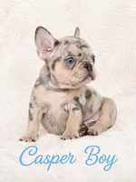 Casper Akc , a male French Bulldog for sale in Sterling Heights, MI – 2 of 10