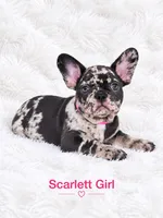 Scarlett AKC, a female French Bulldog for sale in Sterling Heights, MI – 9 of 10