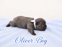 Oliver AKC, a male French Bulldog for sale in Sterling Heights, MI – 7 of 10