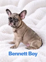 Bennett AKC, a male French Bulldog for sale in Sterling Heights, MI – 2 of 10