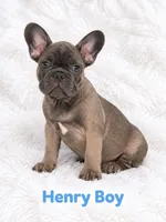 Henry AKC, a male French Bulldog for sale in Sterling Heights, MI – 2 of 9