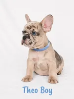 Theo AKC, a male French Bulldog for sale in Sterling Heights, MI – 9 of 10