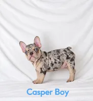 Casper Akc , a male French Bulldog for sale in Sterling Heights, MI – 5 of 10