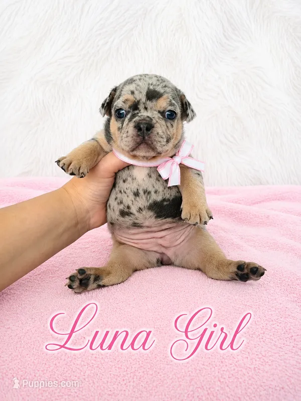 Luna AKC – French Bulldog puppy for sale in Sterling Heights, MI