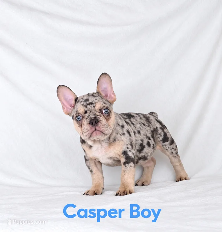 Casper Akc  – French Bulldog puppy for sale in Sterling Heights, MI