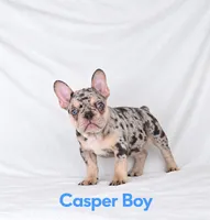Casper Akc , a male French Bulldog for sale in Sterling Heights, MI – 1 of 10