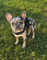 Ivy AKC, a female French Bulldog for sale in Sterling Heights, MI – 10 of 10
