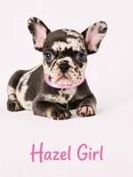 Hazel Akc, a female French Bulldog for sale in Sterling Heights, MI – 3 of 10
