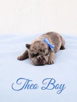 Theo AKC, a male French Bulldog for sale in Sterling Heights, MI – 4 of 10