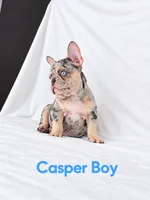 Casper Akc , a male French Bulldog for sale in Sterling Heights, MI – 7 of 10