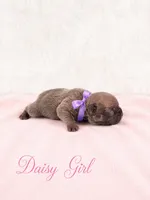 Daisy AKC, a female French Bulldog for sale in Sterling Heights, MI – 6 of 10