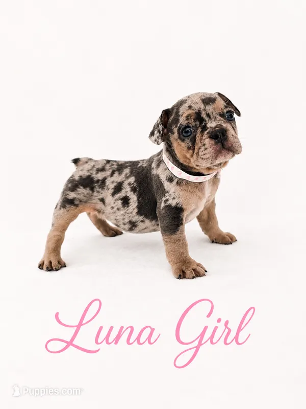 Luna AKC – French Bulldog puppy for sale in Sterling Heights, MI