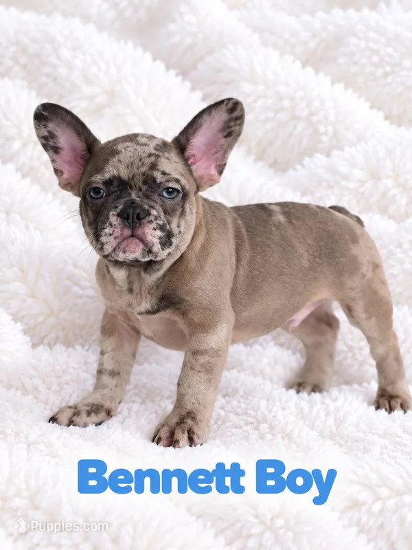 Bennett AKC – French Bulldog puppy for sale in Sterling Heights, MI