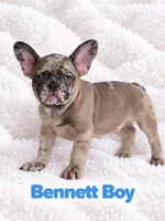 Bennett AKC, a male French Bulldog for sale in Sterling Heights, MI – 1 of 10