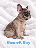 Bennett AKC, a male French Bulldog for sale in Sterling Heights, MI – 6 of 10