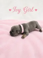 Ivy AKC, a female French Bulldog for sale in Sterling Heights, MI – 3 of 10
