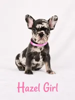 Hazel Akc, a female French Bulldog for sale in Sterling Heights, MI – 5 of 10