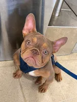 Winston AKC, a male French Bulldog for sale in Sterling Heights, MI – 9 of 10