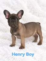 Henry AKC, a male French Bulldog for sale in Sterling Heights, MI – 1 of 9