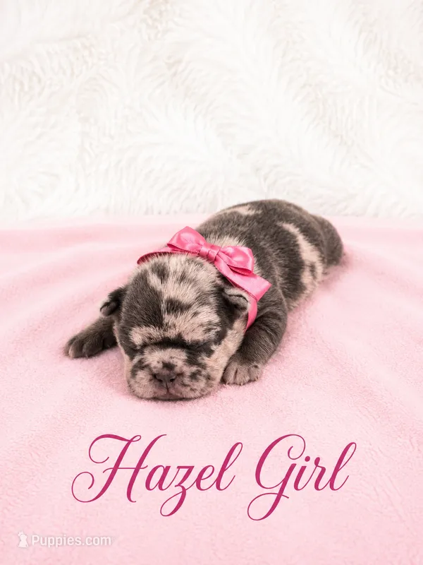 Hazel Akc – French Bulldog puppy for sale in Sterling Heights, MI