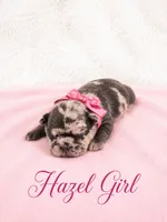 Hazel Akc, a female French Bulldog for sale in Sterling Heights, MI – 1 of 10