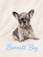 Bennett AKC, a male French Bulldog for sale in Sterling Heights, MI – 8 of 10