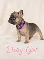Daisy AKC, a female French Bulldog for sale in Sterling Heights, MI – 3 of 10