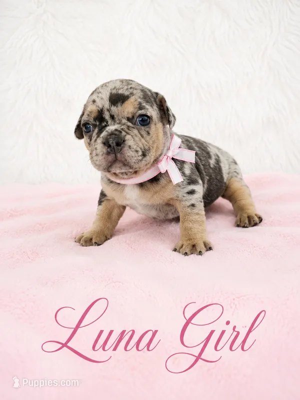 Luna AKC – French Bulldog puppy for sale in Sterling Heights, MI