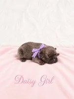Daisy AKC, a female French Bulldog for sale in Sterling Heights, MI – 4 of 10
