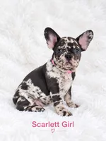 Scarlett AKC, a female French Bulldog for sale in Sterling Heights, MI – 10 of 10