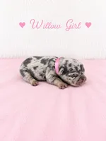 Willow AKC, a female French Bulldog for sale in Sterling Heights, MI – 3 of 10