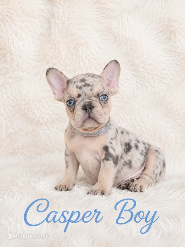 Casper Akc  – French Bulldog puppy for sale in Sterling Heights, MI