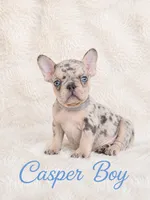 Casper Akc , a male French Bulldog for sale in Sterling Heights, MI – 5 of 10