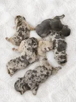 Litter of 6, a female French Bulldog for sale in Sterling Heights, MI – 7 of 8