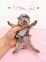 Willow AKC, a female French Bulldog for sale in Sterling Heights, MI – 5 of 10