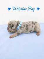 Winston AKC, a male French Bulldog for sale in Sterling Heights, MI – 5 of 10