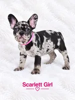 Scarlett AKC, a female French Bulldog for sale in Sterling Heights, MI – 4 of 10