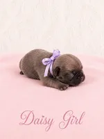 Daisy AKC, a female French Bulldog for sale in Sterling Heights, MI – 5 of 10