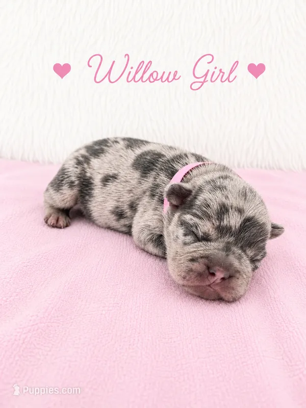 Willow AKC – French Bulldog puppy for sale in Sterling Heights, MI